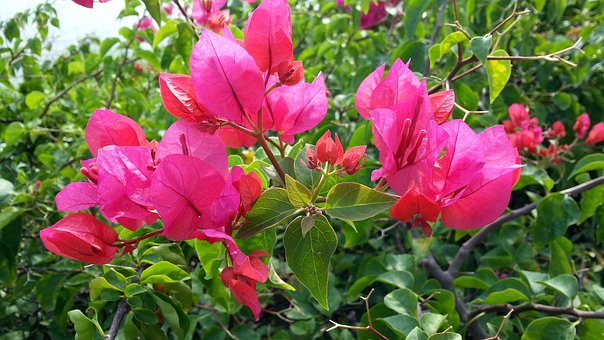 Free Bougainvillea Pink Flowers photo and picture