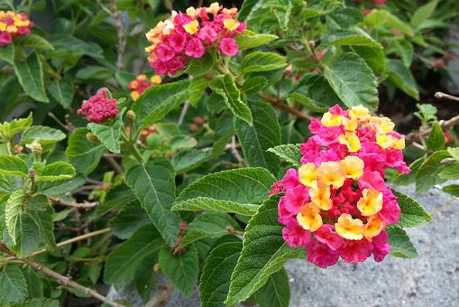 Free Lantana Camara Mutabilis photo and picture