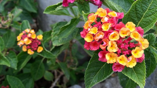 Free Lantana Camara Mutabilis photo and picture