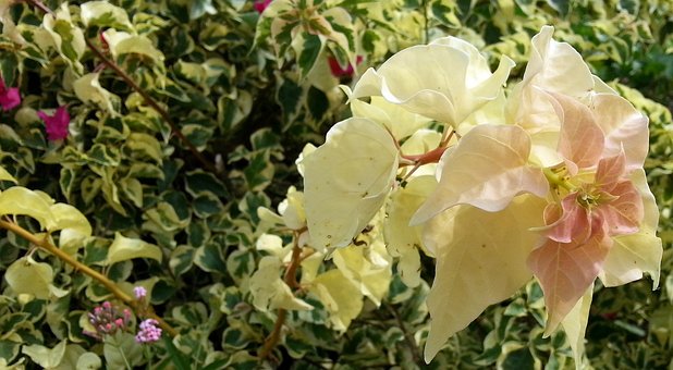 Free Bougainvillea Yellow Flowers photo and picture