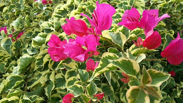 Free Bougainvillea Pink Flowers photo and picture