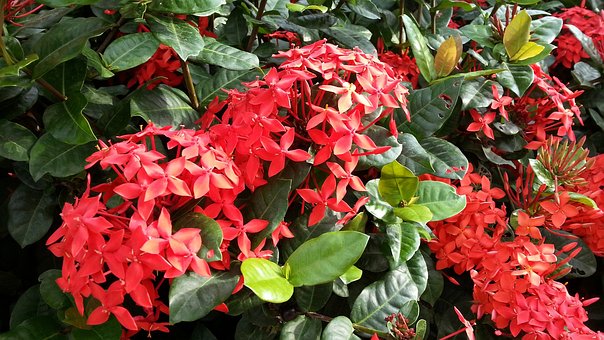 Free Red Flowers Flowering photo and picture