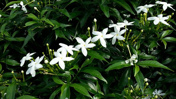 Free White Flowers Star Jasmine photo and picture
