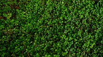 small green leaves, creeping foliage, carpet of greenery