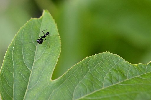 Free Praying Mantis photo and picture