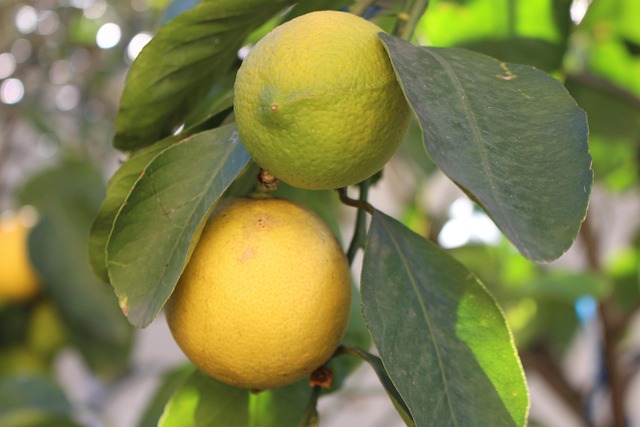 Free Lemons Yellow photo and picture
