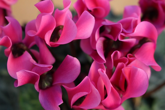 Free Cyclamen Flowers photo and picture
