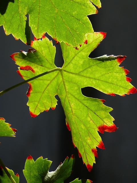 Free Screw Autumn photo and picture