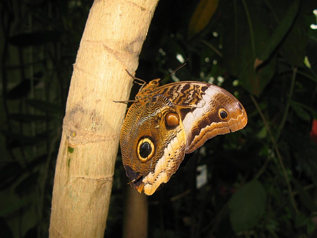 Free Butterfly Multicoloured photo and picture