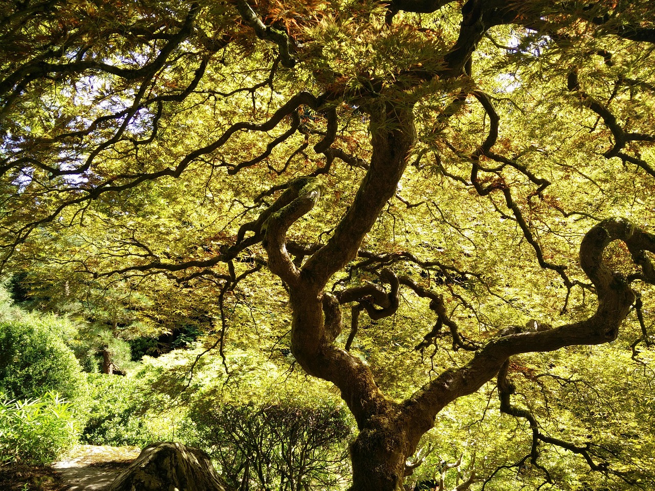 Japanese Tree Maple - Free photo on Pixabay - Pixabay