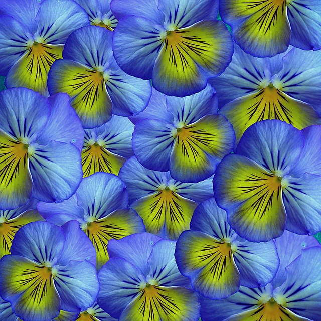 Download free HD stock image of Flower Blossoms Free flower blossoms pansy illustration