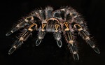 grammostola, pulchripes, tarantula