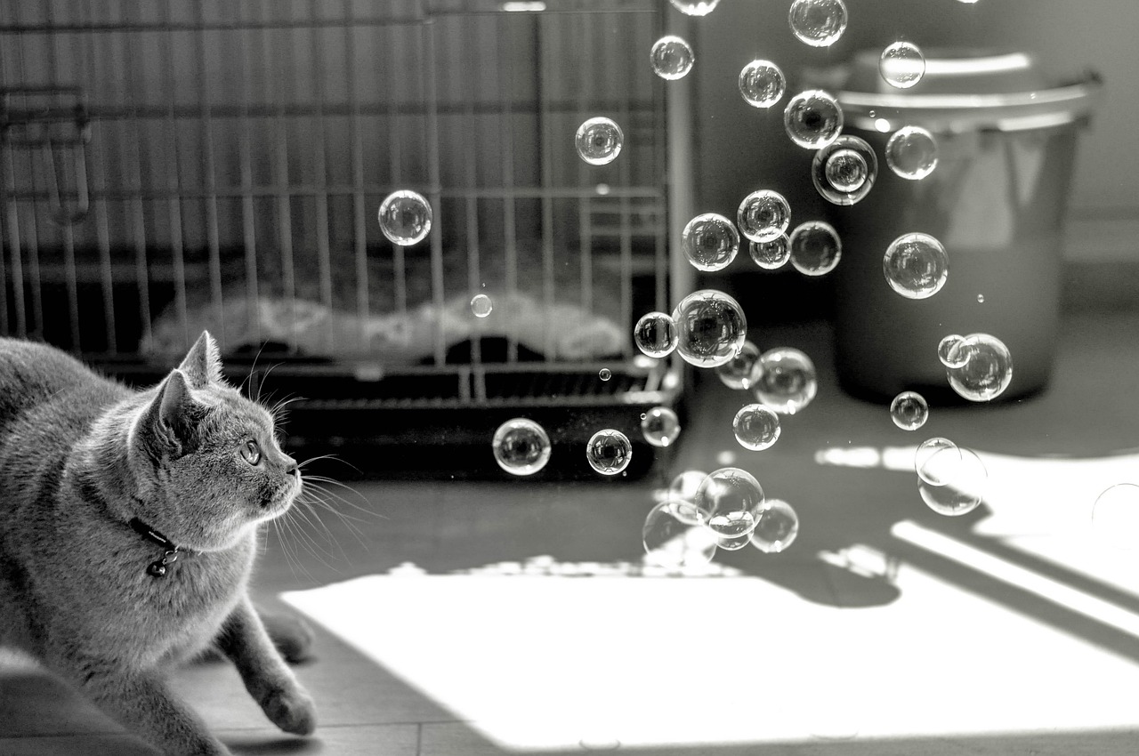 Cat Bubbles Animals Free photo on Pixabay Pixabay