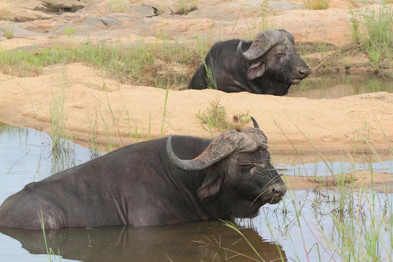 Buffalo - free online jigsaw puzzle photo