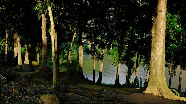 Free Forest Lake photo and picture