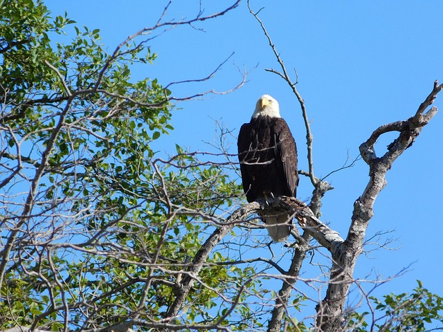 Free Eagle Nature photo and picture