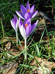 crocus, purple, violet