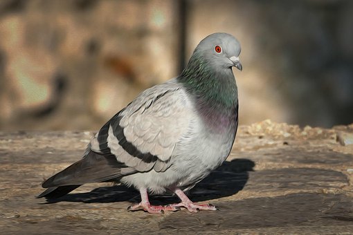 Pomba, Pássaro, Pombo De Ave, Pássaros