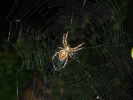Tiere, Insekten, Spinne, Natur
