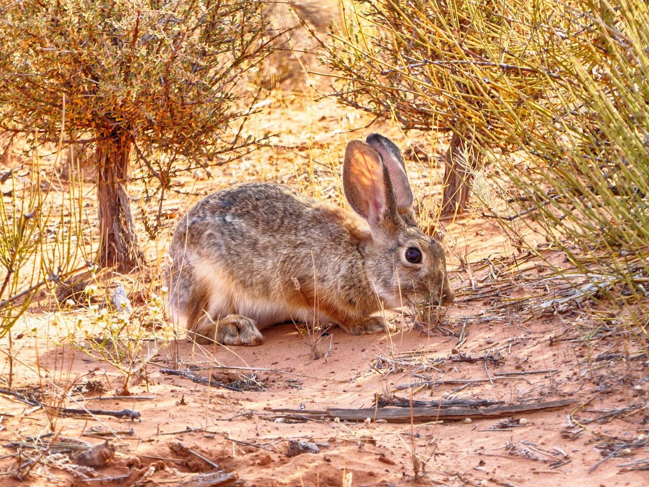 Field Hare - free online jigsaw puzzle photo