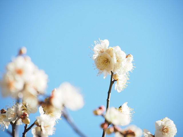 Blomst, Japansk Blomme, Hvid Blomme
