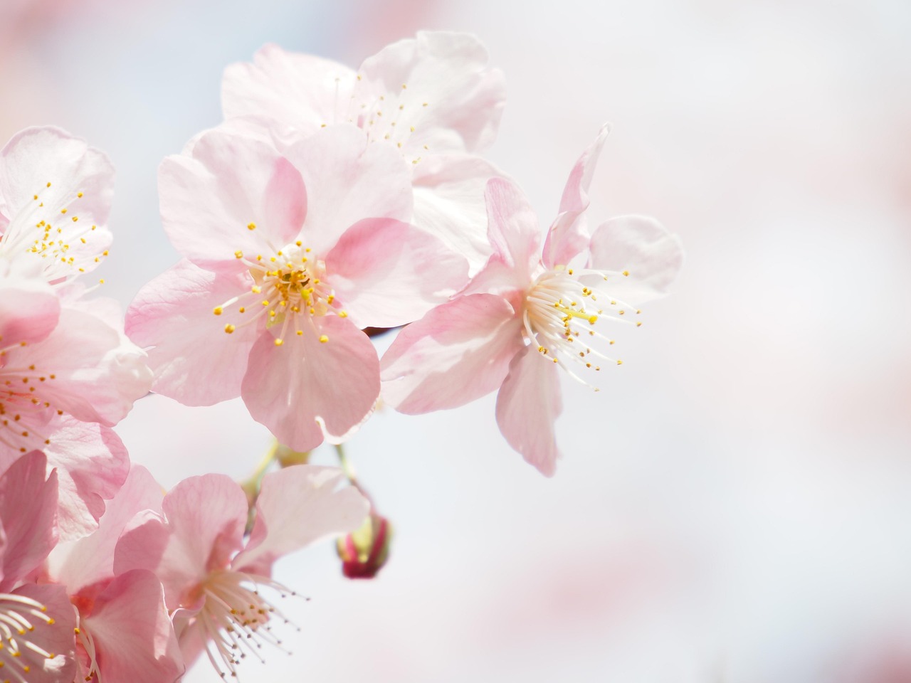 河津桜 桜 花 - Pixabayの無料写真 - Pixabay
