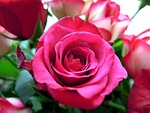 rose, flower, pink