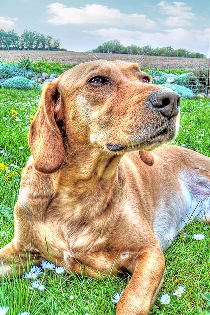 Free Animal Domestic Animal photo and picture