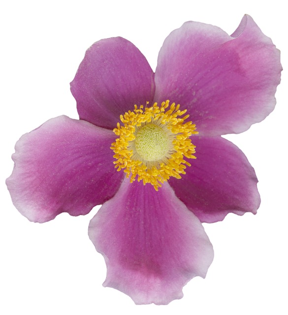 Free Flower Flower Background photo and picture