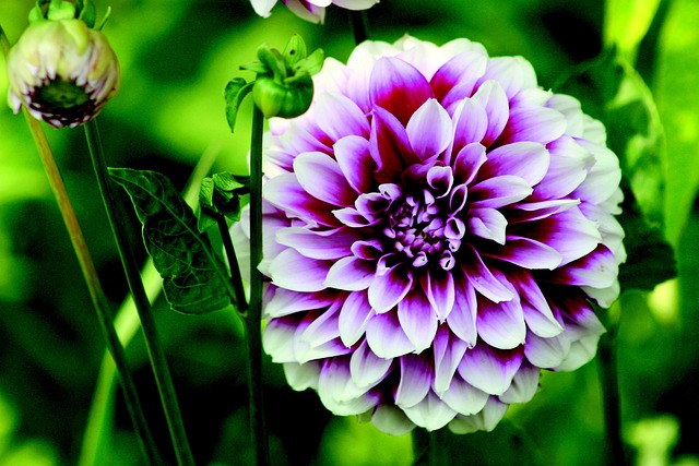 Free Dahlia Flower photo and picture