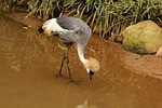 crowned crane, crown, crest