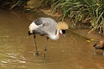 crowned crane, crown, crest
