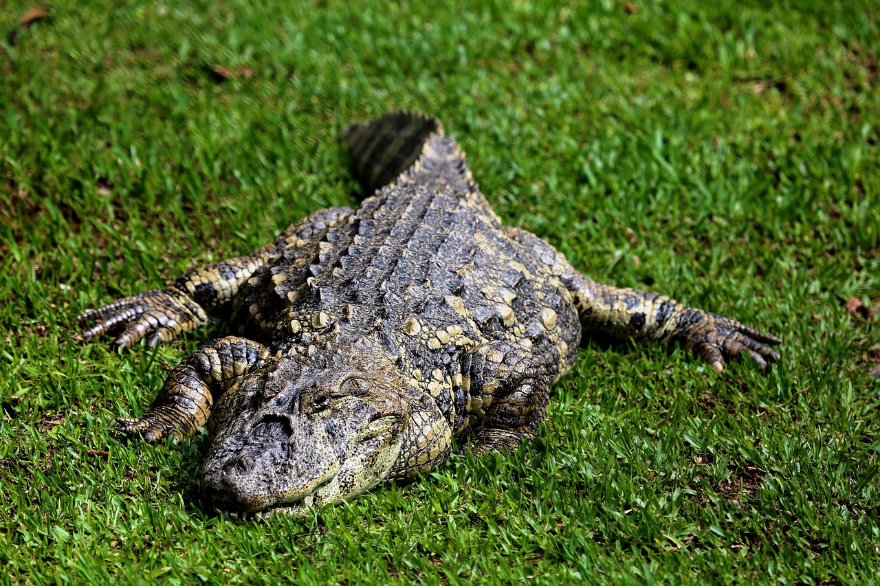 Alligator Sleeping - free online jigsaw puzzle photo