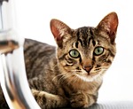 house cat, feline, looking