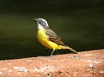 colorful bird, bird on the ground, tropical