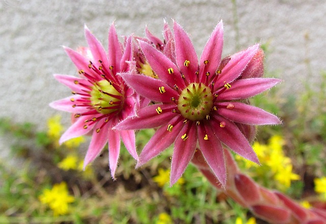 Free Desert Rose Nature photo and picture