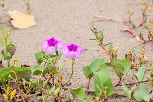 Blomst, Morgenherlighed, Ved Havet, Blad