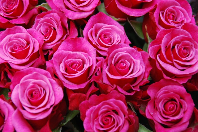 Free Flowers Roses photo and picture