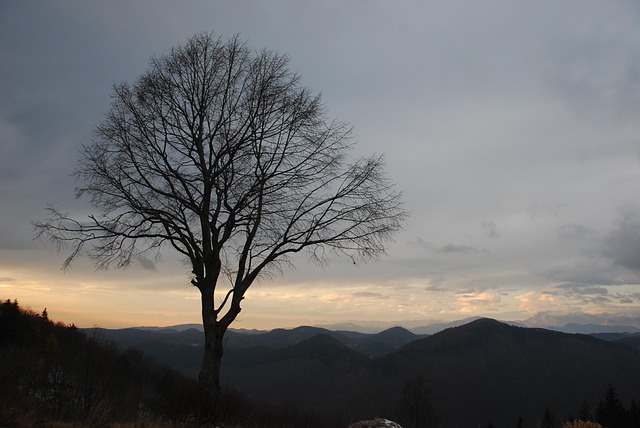 Free Tree Lonely Tree photo and picture