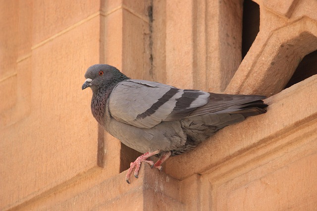 Free Bird Pigeon photo and picture