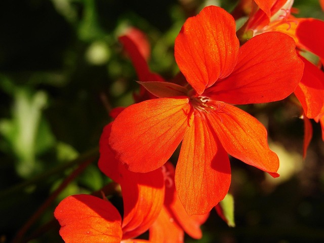 Geranium, Smukke Blomster, Røde Blomster
