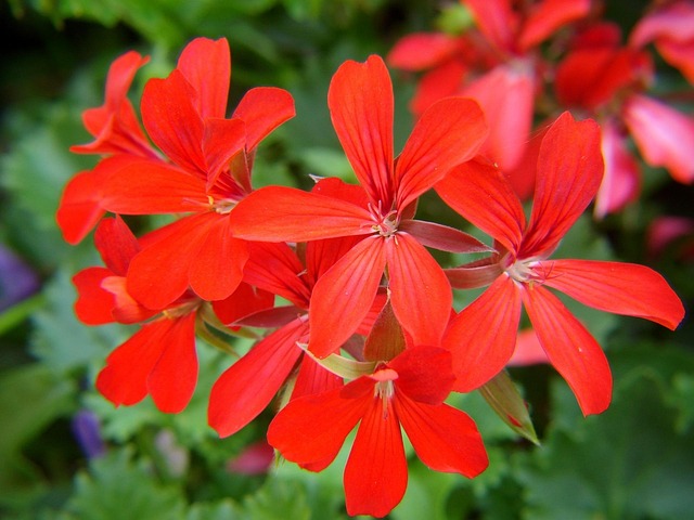 Geranium, Røde Blomster, Blomster, Have