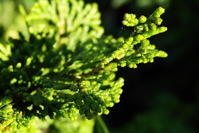 Grøn Plante, Busk, Grøn, Natur, Plante