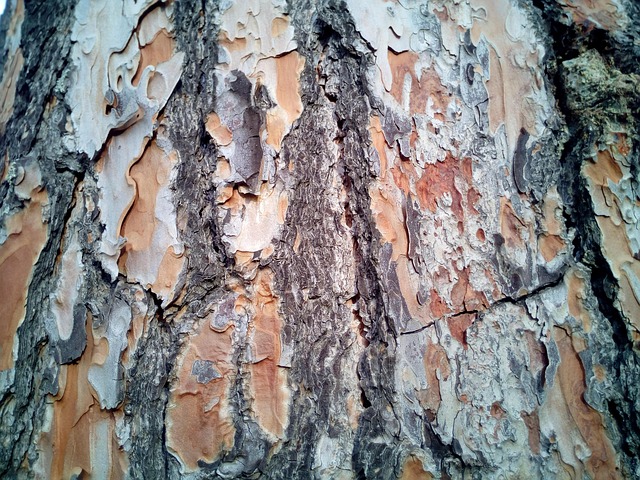 Free Trunk Cortex photo and picture