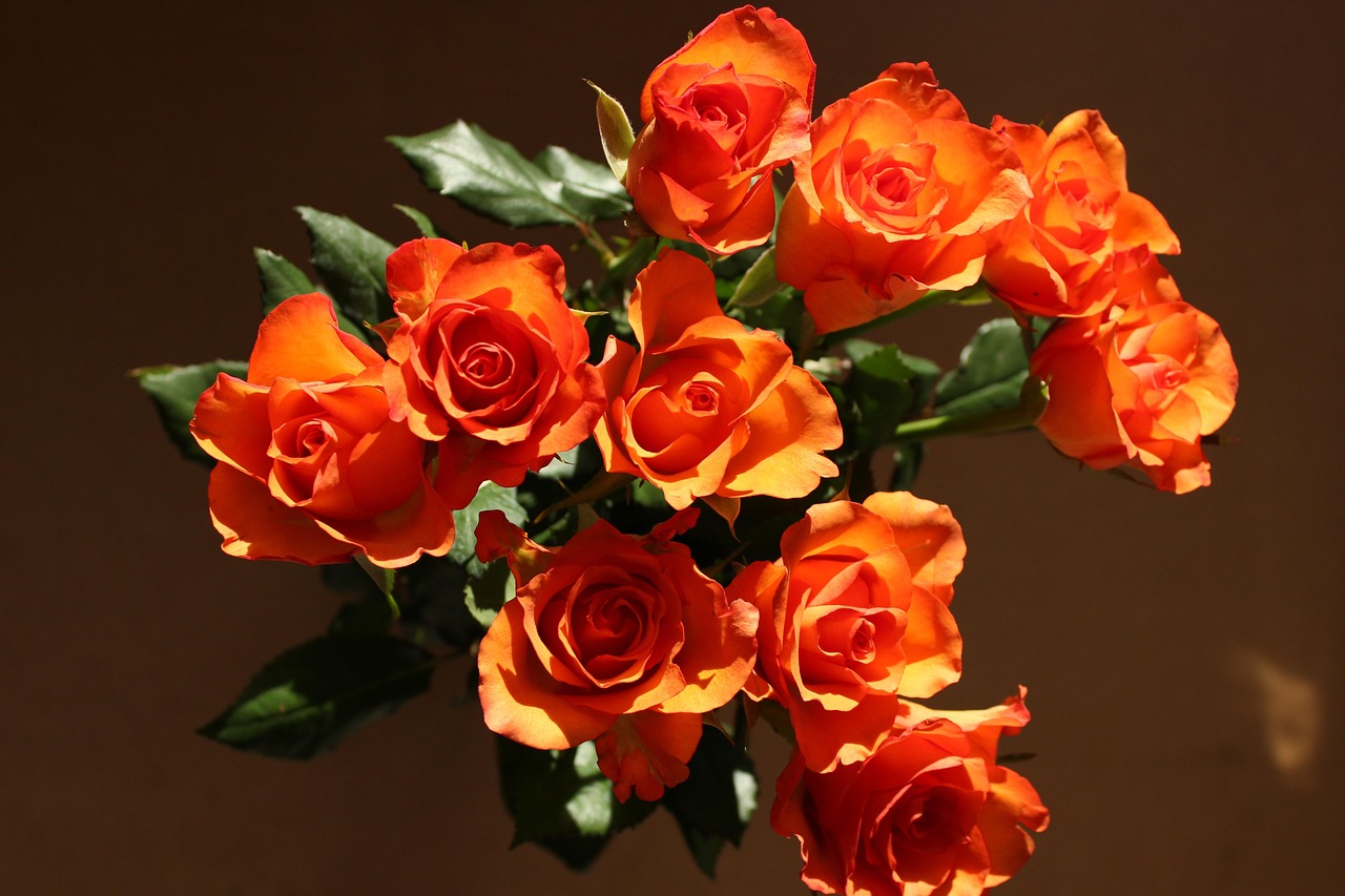 Flowers Roses Orange - Free photo on Pixabay - Pixabay