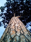 stone pine, pinus pinea, cup