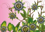 passionflower, flower, amalgam