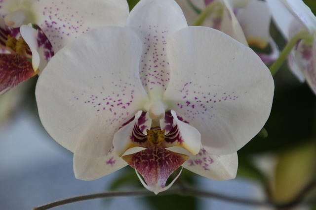 Free Flower Orchid photo and picture