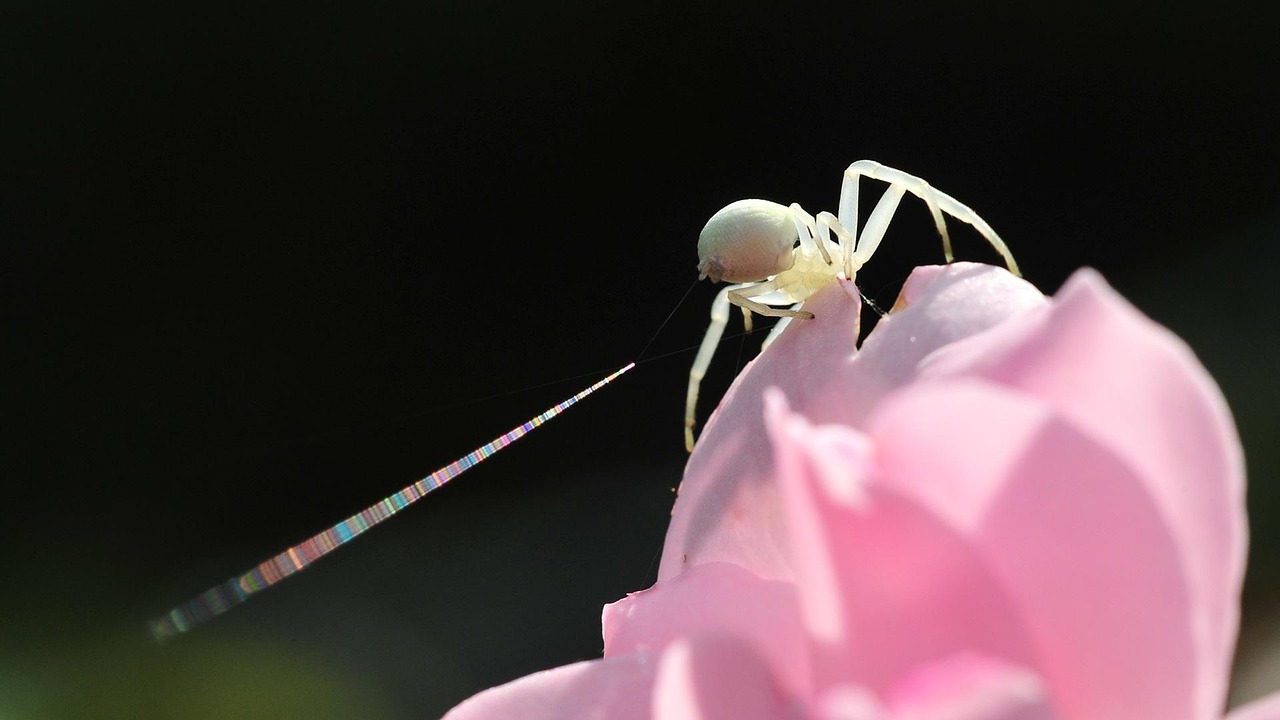 Mutable Crab Spider Garden Rose Free photo on Pixabay Pixabay