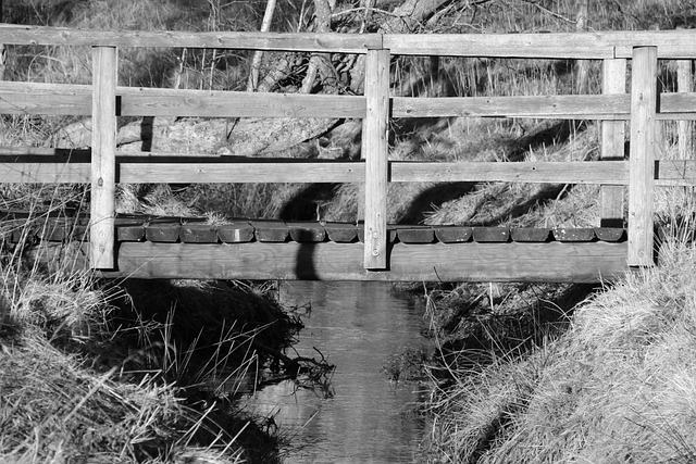 Free Bridge Water photo and picture